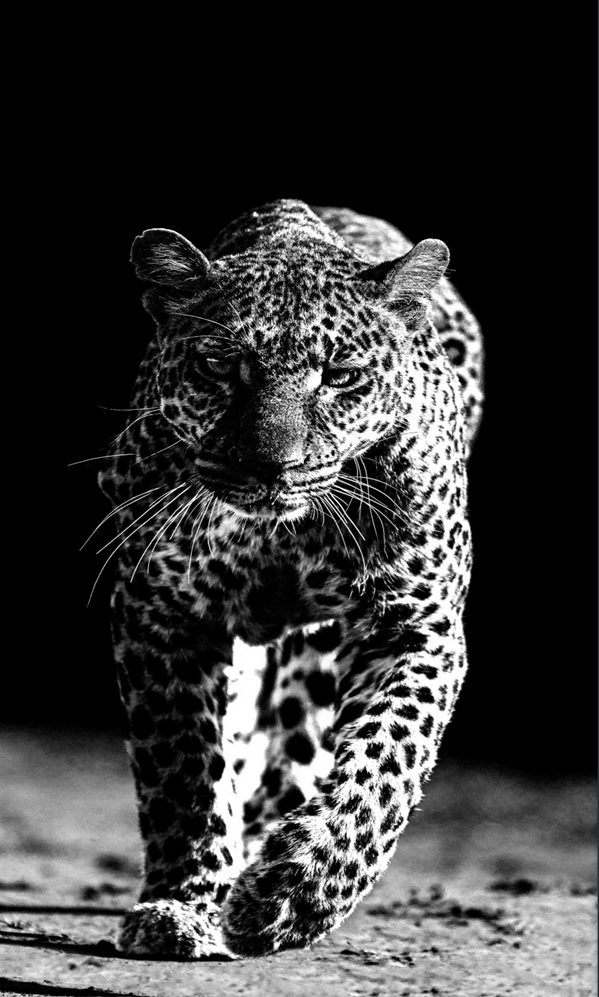 Striking Black and White Leopard UV Gilding Panel – Premium Wall Art for Bold Interior